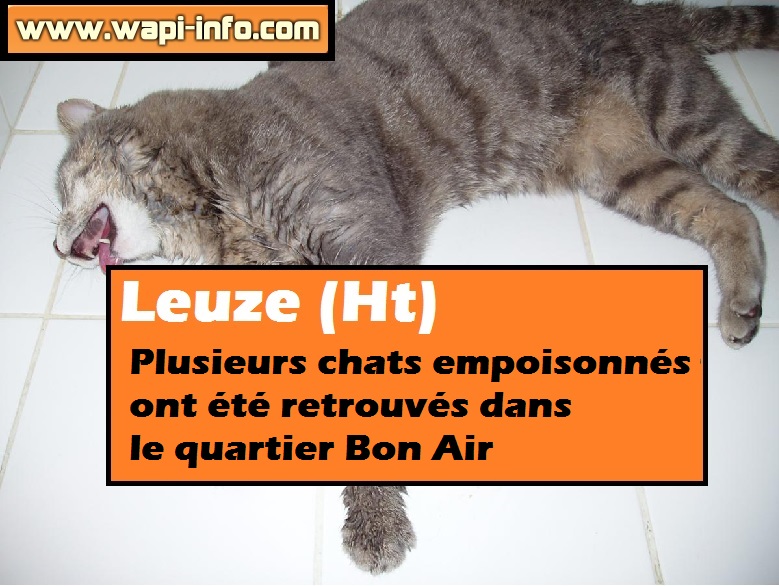 Leuze (Ht) : un empoisonneur de chats au quartier Bon Air ?