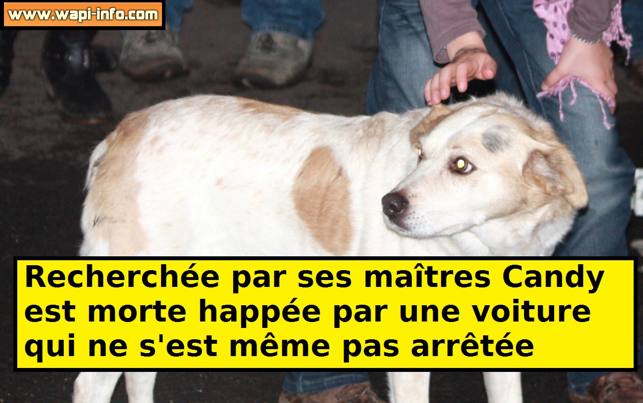 Wiers : recherchée par ses maîtres Candy est morte happée par une voiture qui n'a pas pris la peine de s'arrêter !