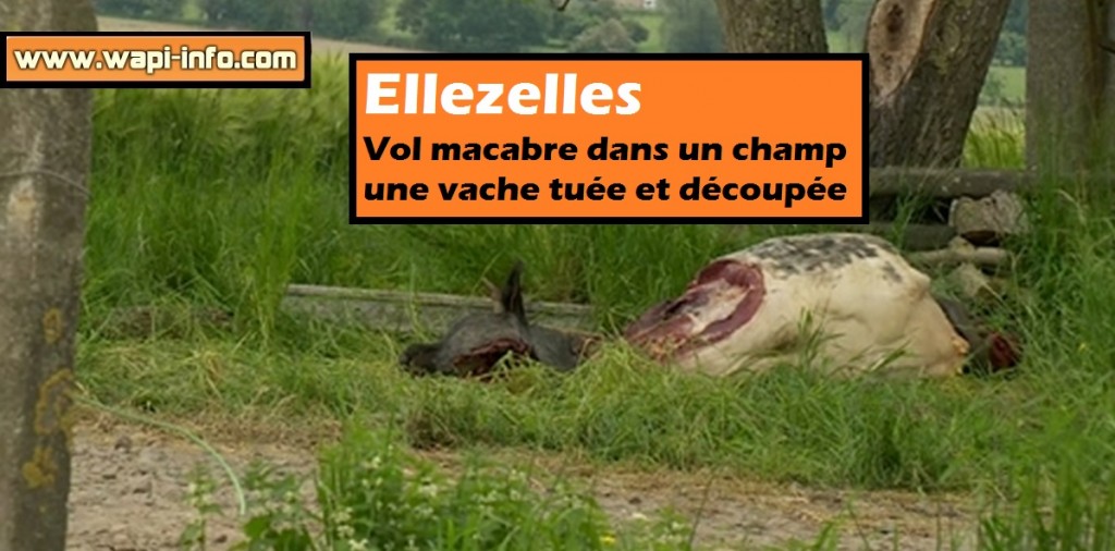 ellezelles