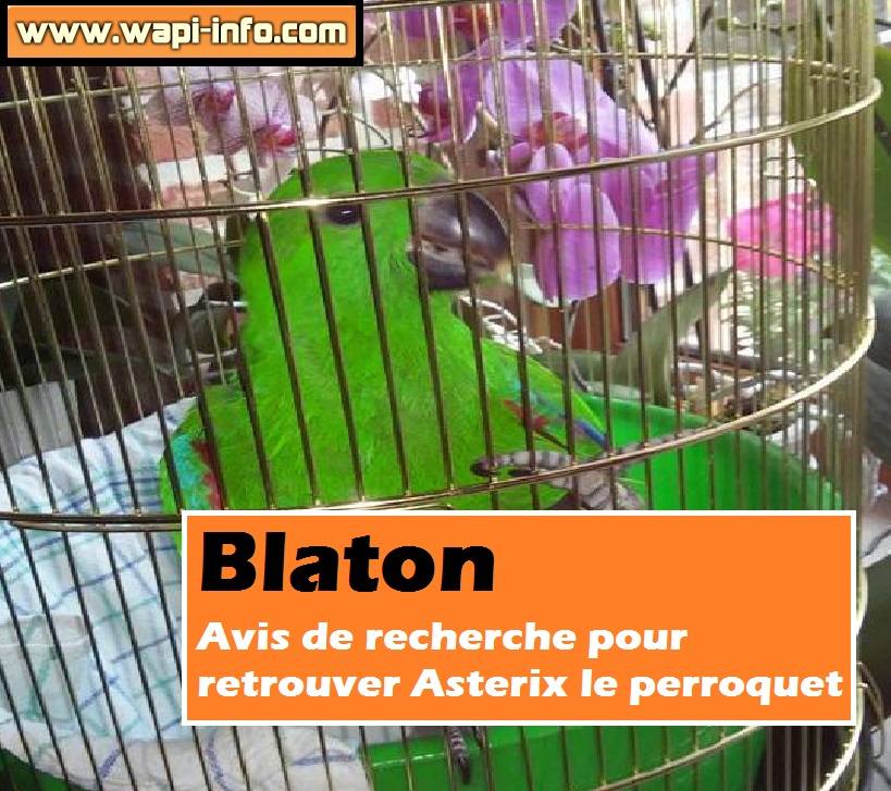 Asterix Perroquet blaton