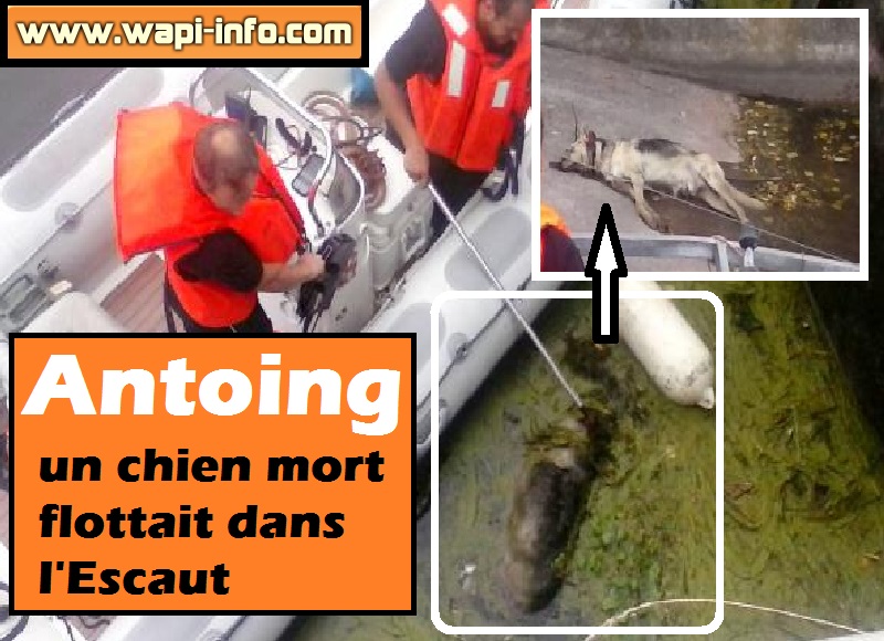 antoing chien mort Escaut