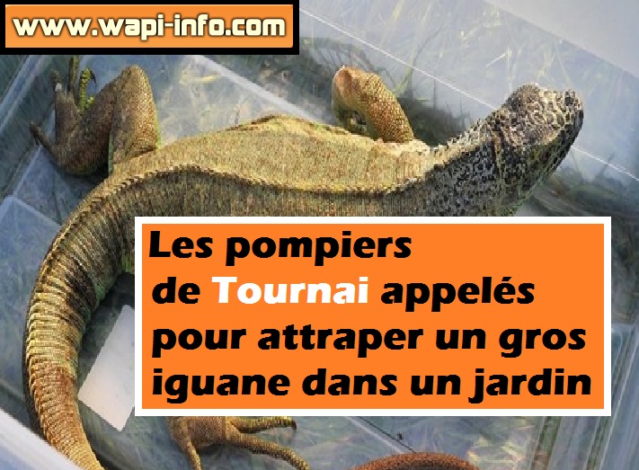 iguane pompiers tournai