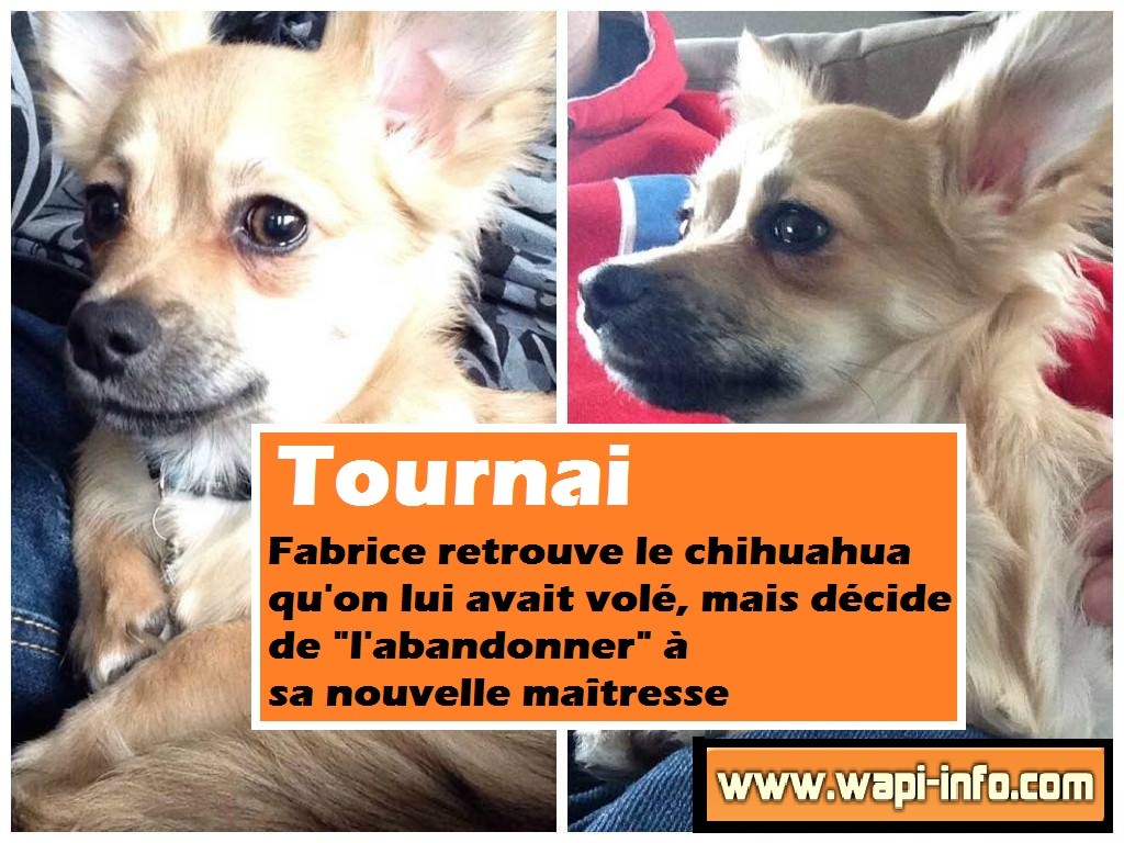 Tournai chihuahua vol