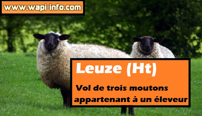 leuze vol mouton