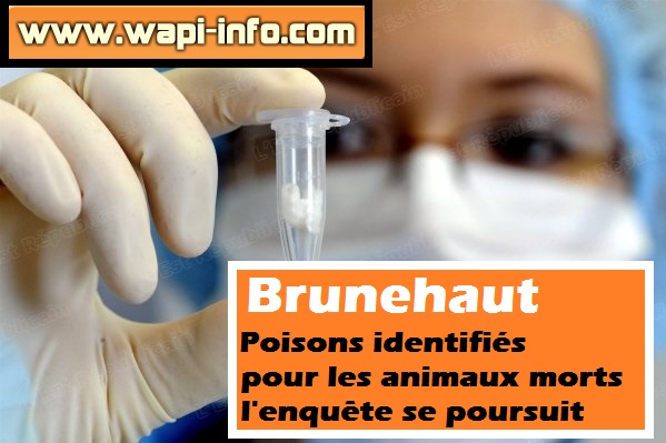 brunehaut