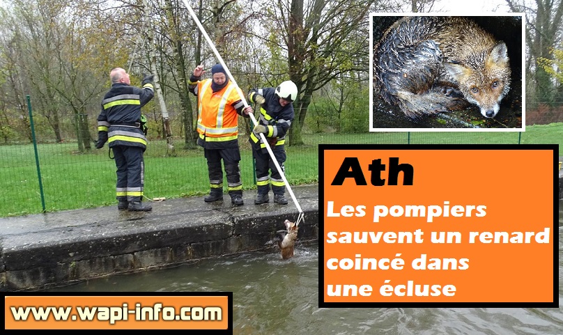 Ath pompiers sauve renard ecluse