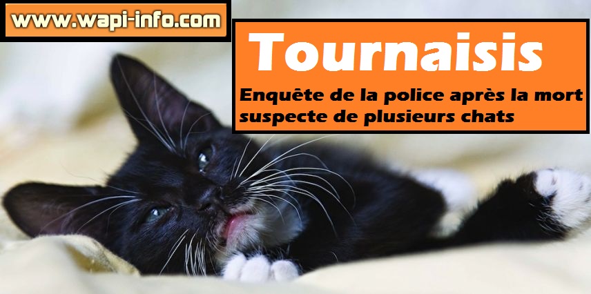 tournaisis mort suspecte chat