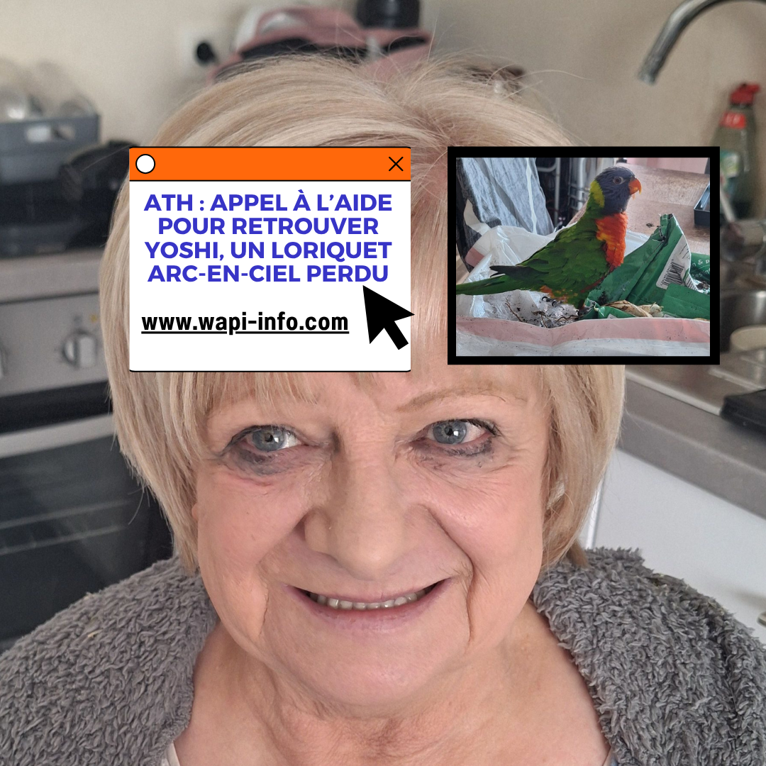 Ath : appel à l’aide pour retrouver Yoshi, un loriquet arc-en-ciel perdu
