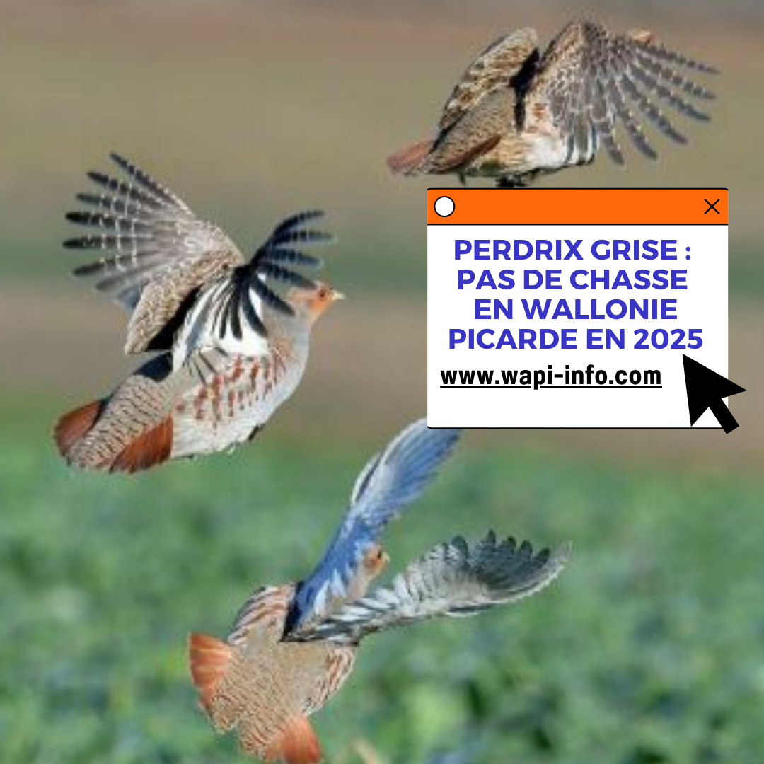 Perdrix grise : pas de chasse en Wallonie picarde en 2025, les conseils cynégétiques en attente d’un cadre clair