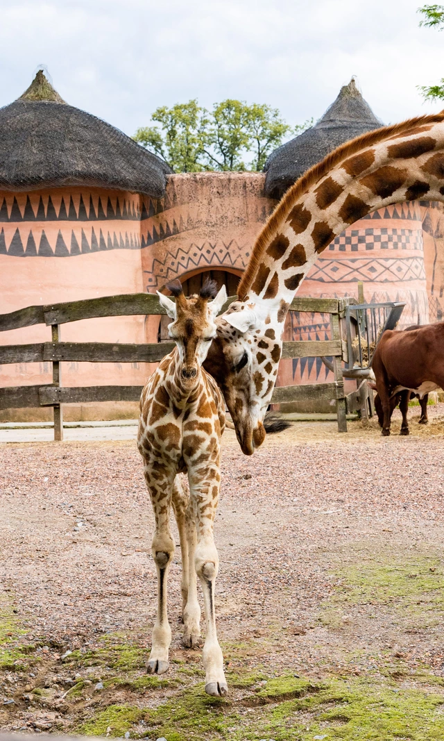 Pairi Daiza : Juul et son girafon reposeront au jardin des Cœurs