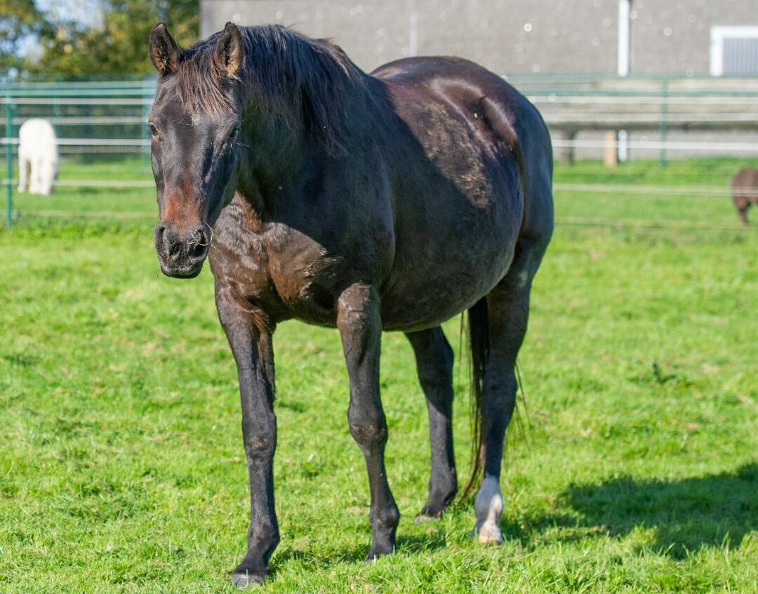 Freestyle, jument rescapée à Mouscron, cherche aujourd’hui une famille pour la vie