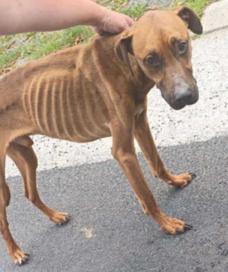 Meiko, le chien squelettique retrouvé à Pecq : l’appel de la SPA bouleverse les réseaux