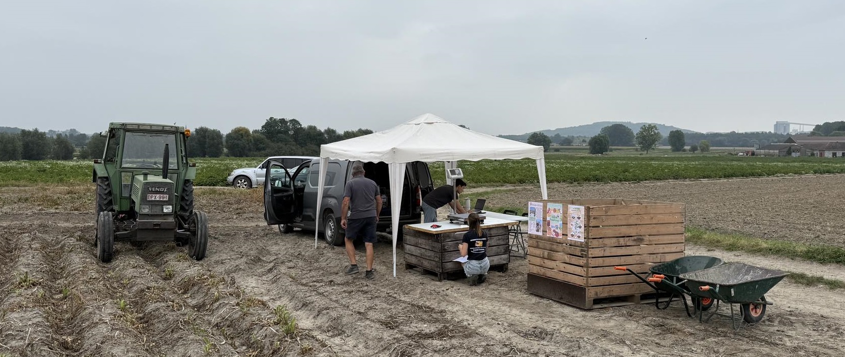 Pommes de terre à la main : succès pour l’auto-cueillette à Gaurain-Ramecroix