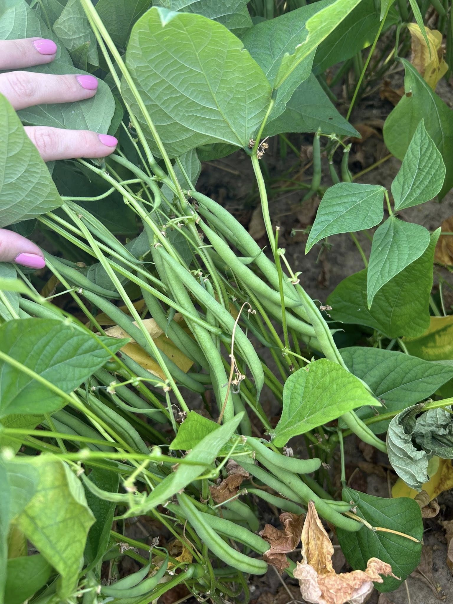 Haricots verts : Havinnes, Pottes, Lanquesaint, Flobecq et Quiévrain… les agriculteurs ouvrent leurs champs aux glaneurs