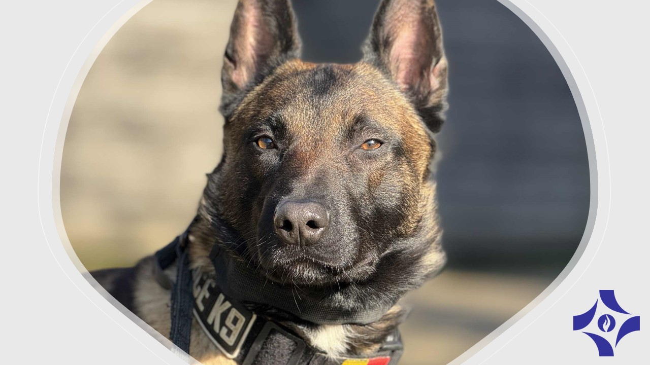 Le premier chien policier « dual » de notre région : il a obtenu son brevet antidrogue