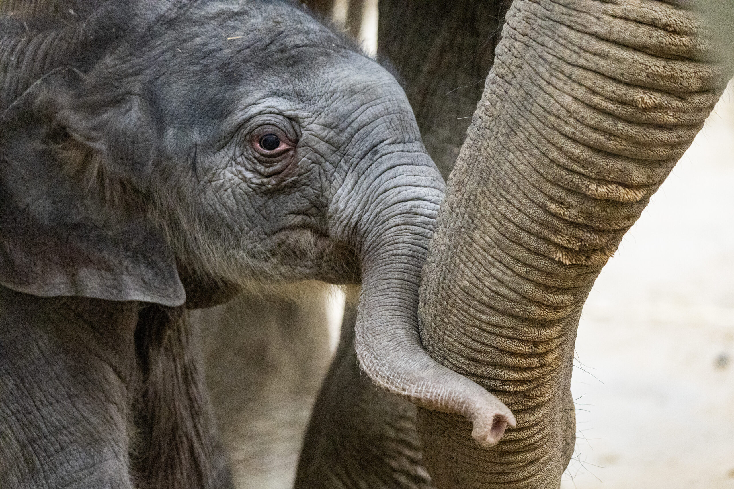 Pairi Daiza célèbre la naissance d’un deuxième éléphanteau d’Asie en 2025