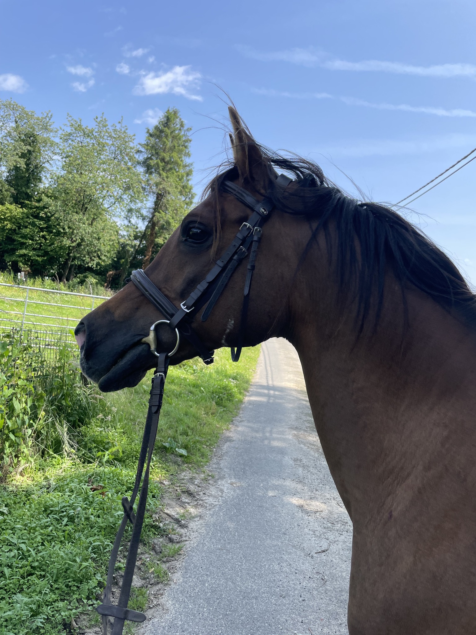 Rando équestre du Jockey Club à Ellezelles : cavaliers et attelages à l’honneur