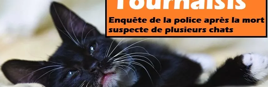 Tournaisis Mort Suspecte Chat